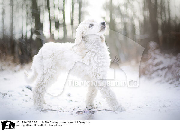 young Giant Poodle in the winter / MW-25275
