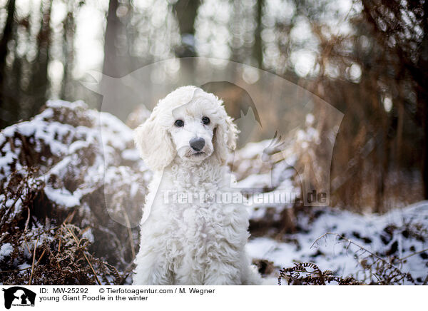 young Giant Poodle in the winter / MW-25292