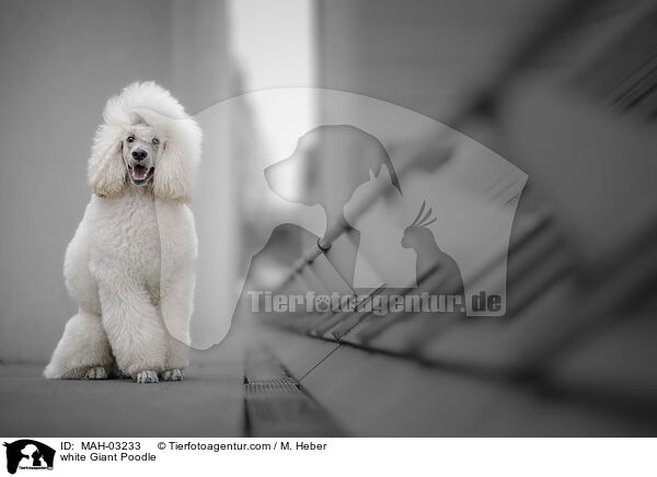 white Giant Poodle / MAH-03233
