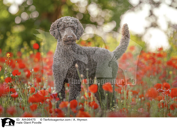 male Giant Poodle / AH-06475