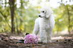 standing Giant Poodle