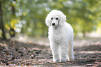 standing Giant Poodle