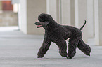 walking Giant Poodle