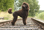 giant poodle