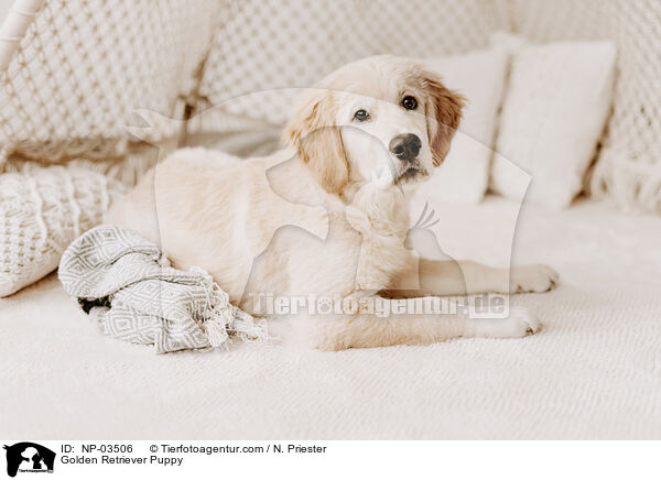 Golden Retriever Puppy / NP-03506