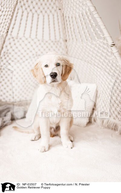 Golden Retriever Puppy / NP-03507