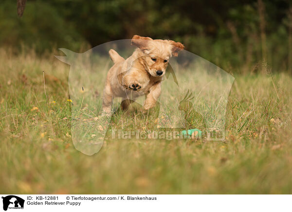 Golden Retriever Puppy / KB-12881