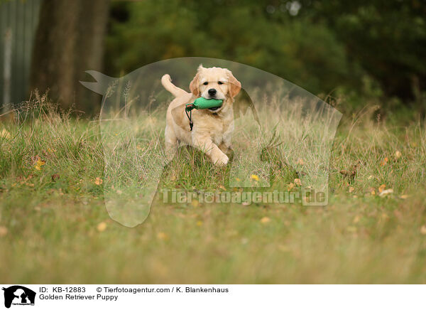 Golden Retriever Puppy / KB-12883