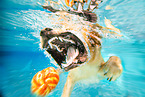 swimming Golden Retriever
