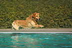 Golden Retriever in the pool