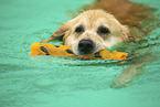 Golden Retriever at swimming bath