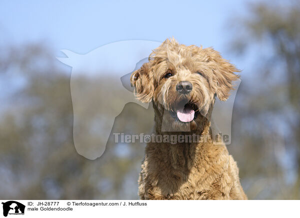 male Goldendoodle / JH-28777