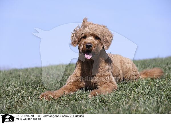 male Goldendoodle / JH-29270