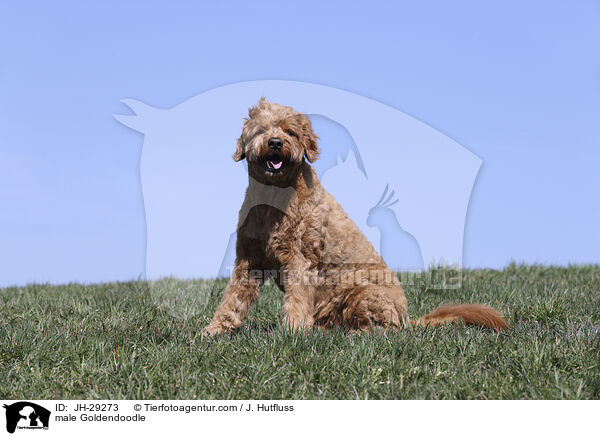 male Goldendoodle / JH-29273