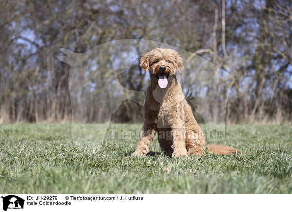 male Goldendoodle / JH-29279
