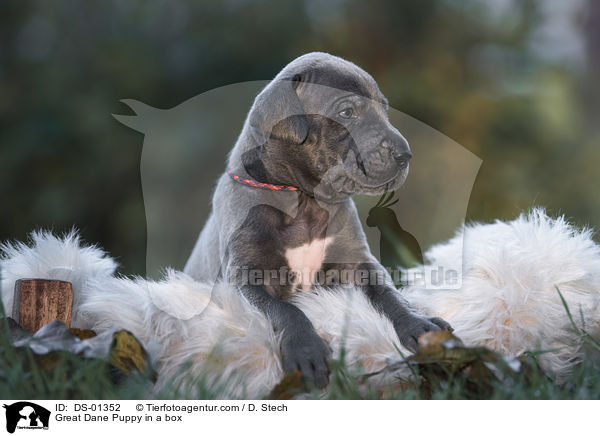 Great Dane Puppy in a box / DS-01352
