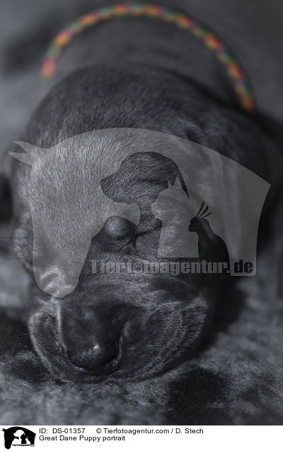 Great Dane Puppy portrait / DS-01357