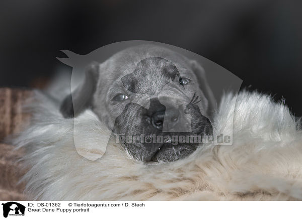 Great Dane Puppy portrait / DS-01362