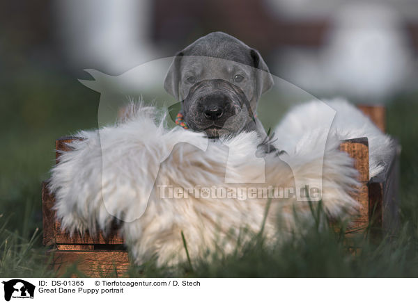 Great Dane Puppy portrait / DS-01365