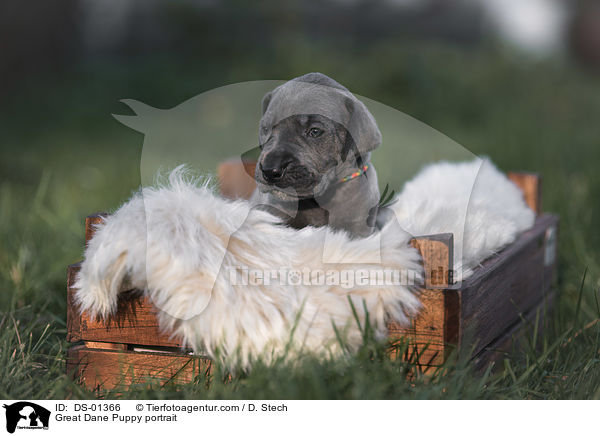 Great Dane Puppy portrait / DS-01366