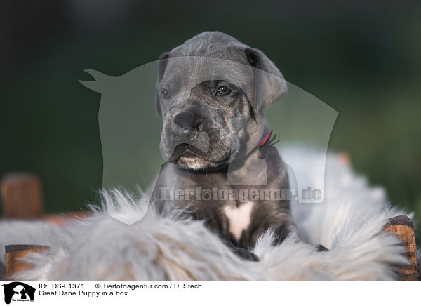 Great Dane Puppy in a box / DS-01371