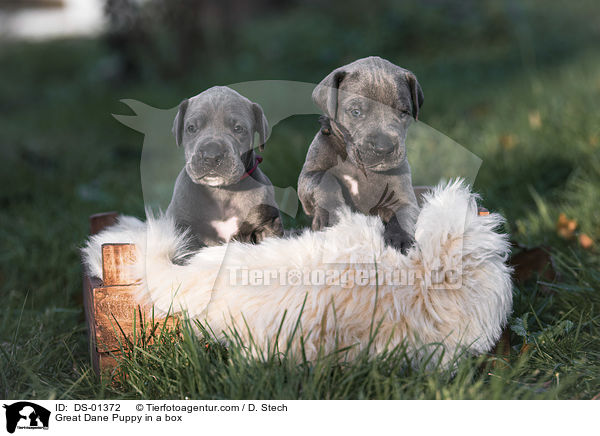 Great Dane Puppy in a box / DS-01372