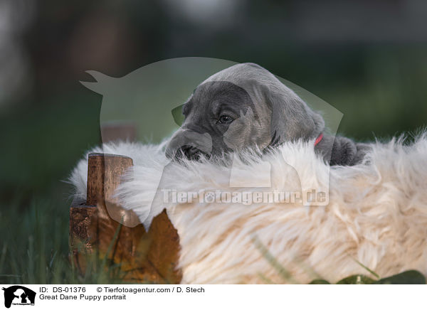 Great Dane Puppy portrait / DS-01376