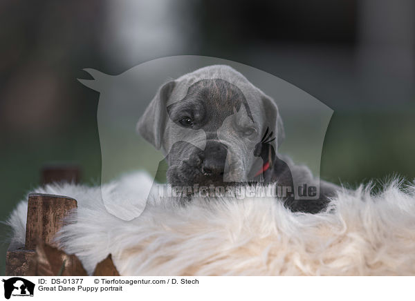 Great Dane Puppy portrait / DS-01377