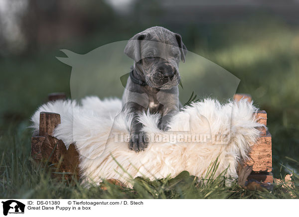 Great Dane Puppy in a box / DS-01380