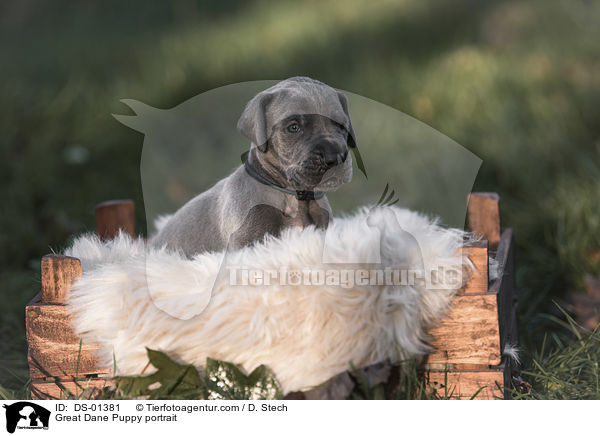 Great Dane Puppy portrait / DS-01381