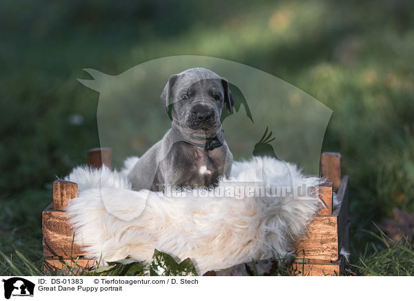 Great Dane Puppy portrait / DS-01383