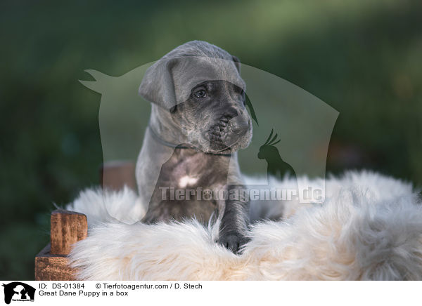 Great Dane Puppy in a box / DS-01384