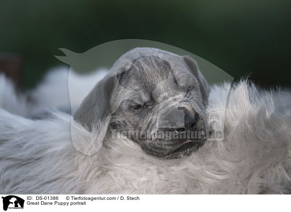 Great Dane Puppy portrait / DS-01386