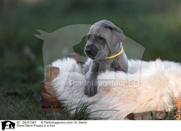 Great Dane Puppy in a box / DS-01387