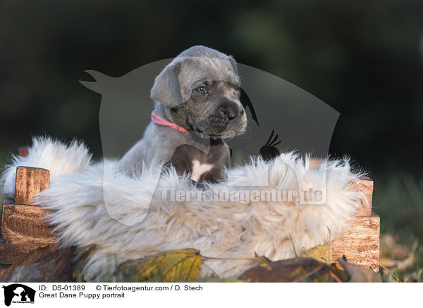 Great Dane Puppy portrait / DS-01389