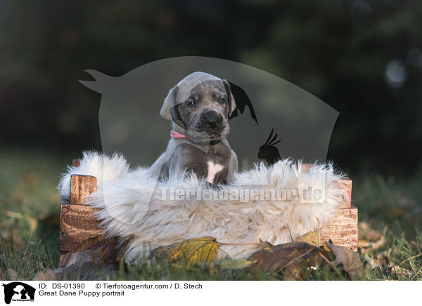 Great Dane Puppy portrait / DS-01390