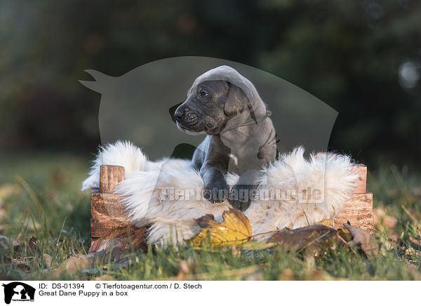 Great Dane Puppy in a box / DS-01394