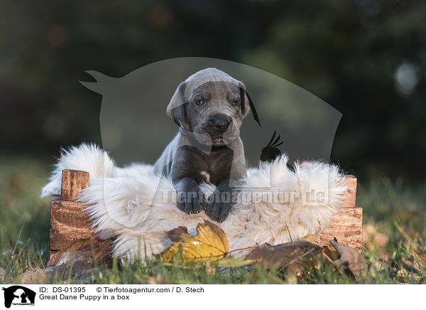 Great Dane Puppy in a box / DS-01395