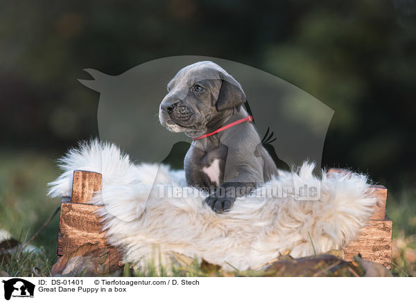 Great Dane Puppy in a box / DS-01401
