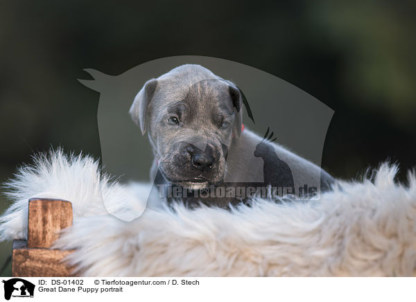 Great Dane Puppy portrait / DS-01402