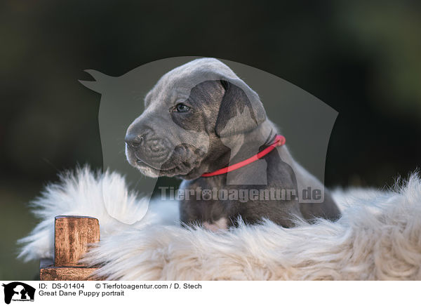 Great Dane Puppy portrait / DS-01404