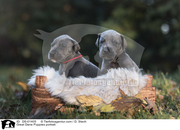 Great Dane Puppies portrait / DS-01405