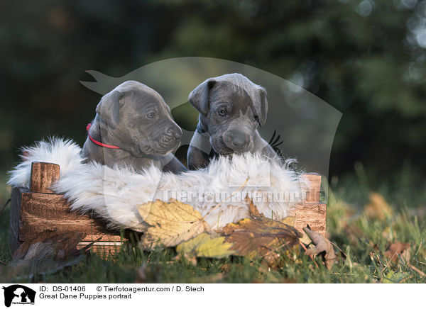 Great Dane Puppies portrait / DS-01406