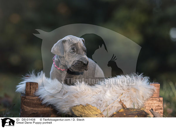 Great Dane Puppy portrait / DS-01408