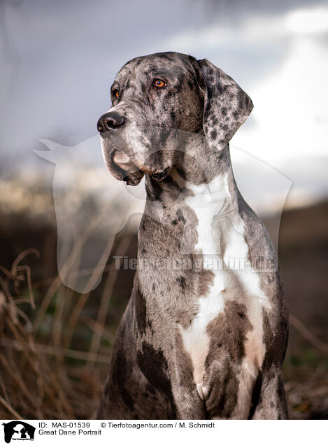 Great Dane Portrait / MAS-01539