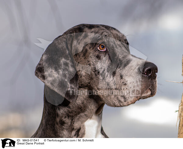 Great Dane Portrait / MAS-01541
