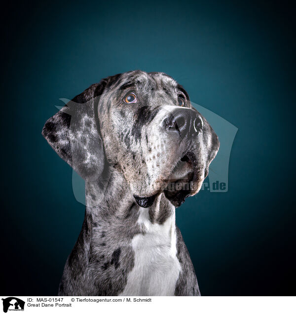 Great Dane Portrait / MAS-01547