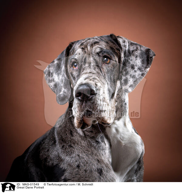 Great Dane Portrait / MAS-01549