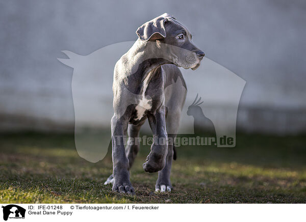 Great Dane Puppy / IFE-01248