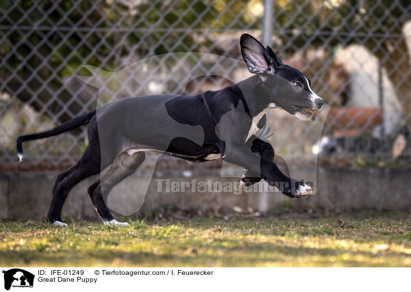 Great Dane Puppy / IFE-01249